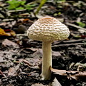 Stinkparasolzwam